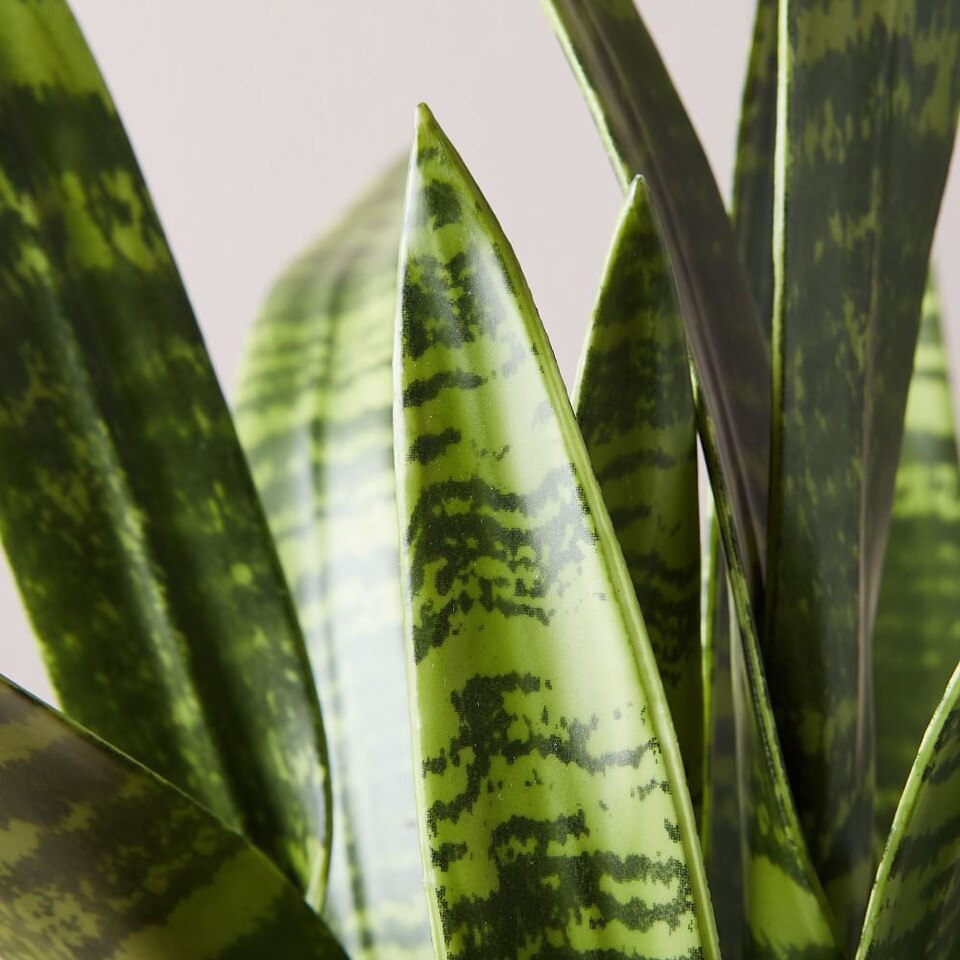 Faux Potted Snake Plant West Elm Australia